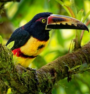 Toucans