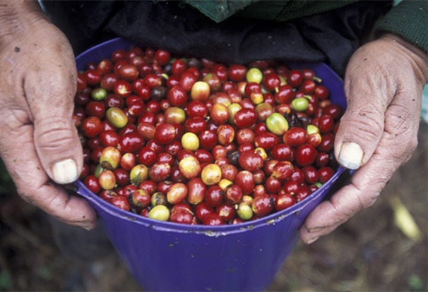 Hondura's fruits