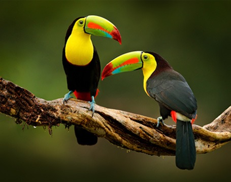 Toucans